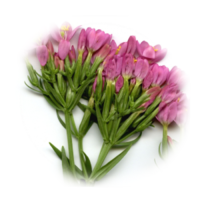 Centaurium erythraea